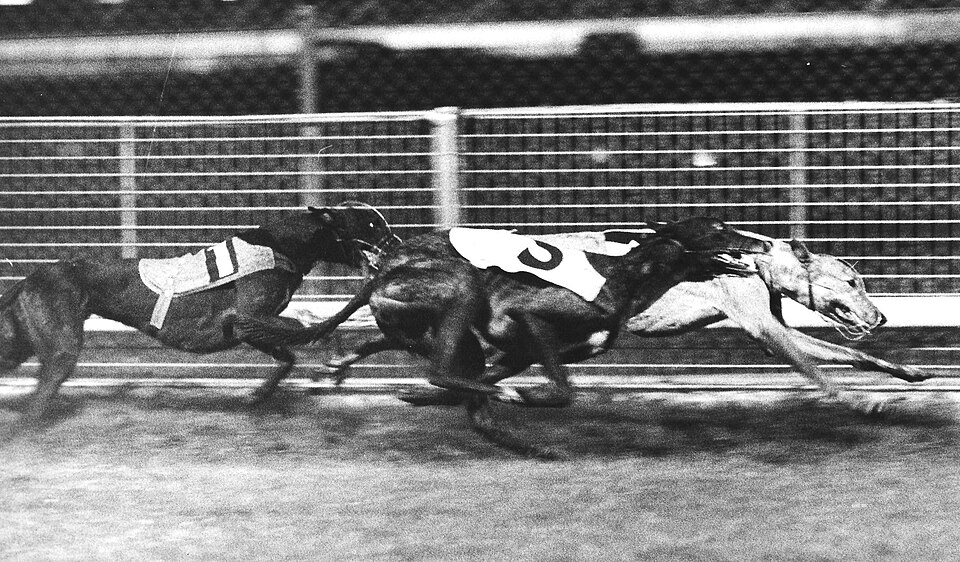 Illustration: Frequently Asked Questions About British Racing Champion Profiles