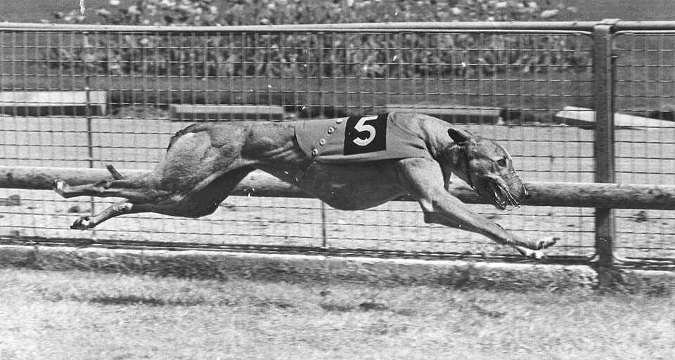 Illustration: Sarah Moore: British Racing Champion Profiles