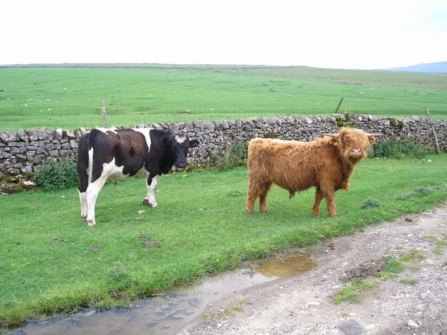 Illustration: Seasonal Wildlife Calendar: When to Spot Key Species Illustration: Seasonal Wildlife Calendar: When to Spot Key Species