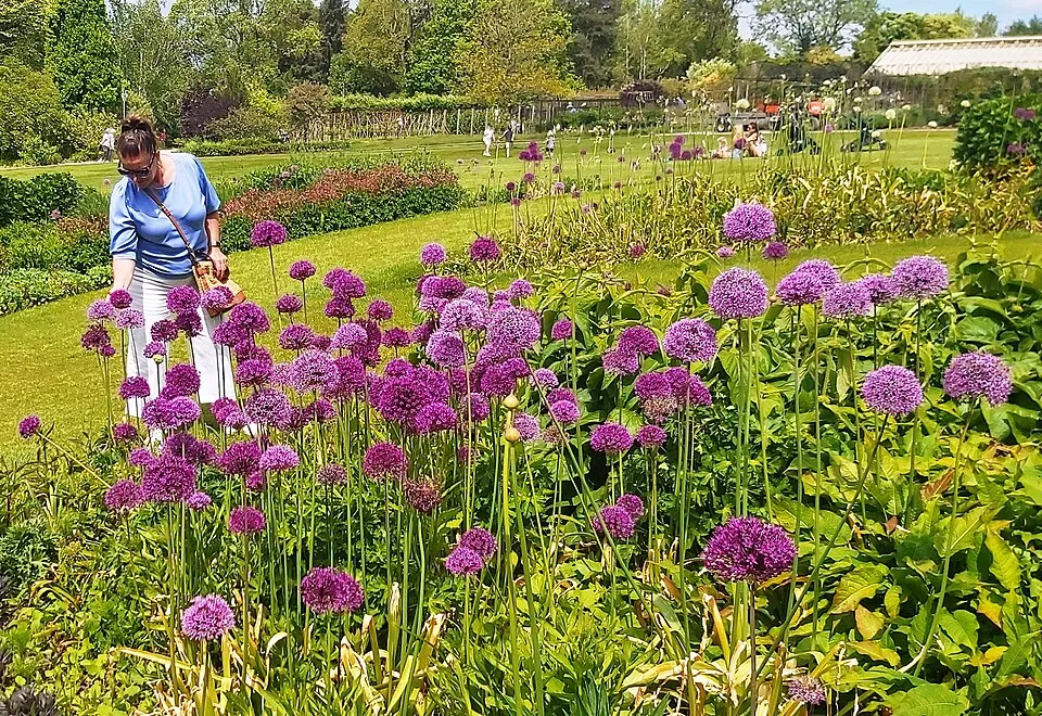 Illustration: What's Blooming at RHS Garden Harlow Carr: 2026 Month-by-Month Guide