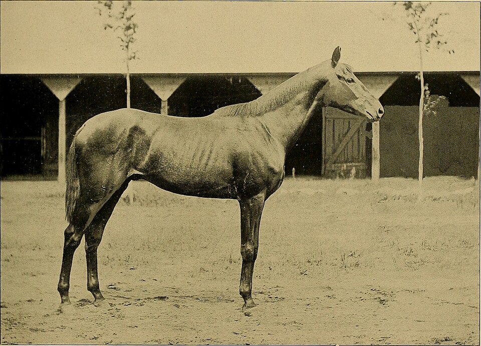 Illustration: Why Is Racing Knowledge Essential for Safety and Engagement?