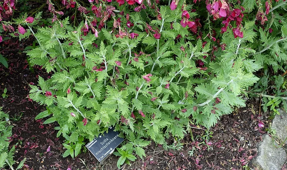 Illustration: Horticultural Significance: Why RHS Garden Harlow Carr Matters Illustration: Horticultural Significance: Why RHS Garden Harlow Carr Matters