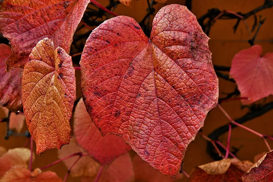 Illustration: When is the Best Time to Visit RHS Garden Harlow Carr for Plant Displays? Illustration: When is the Best Time to Visit RHS Garden Harlow Carr for Plant Displays?